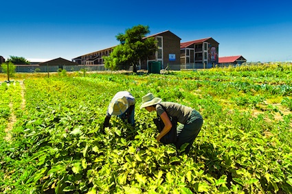 Small Business with Microfarming in the Village and City Areas